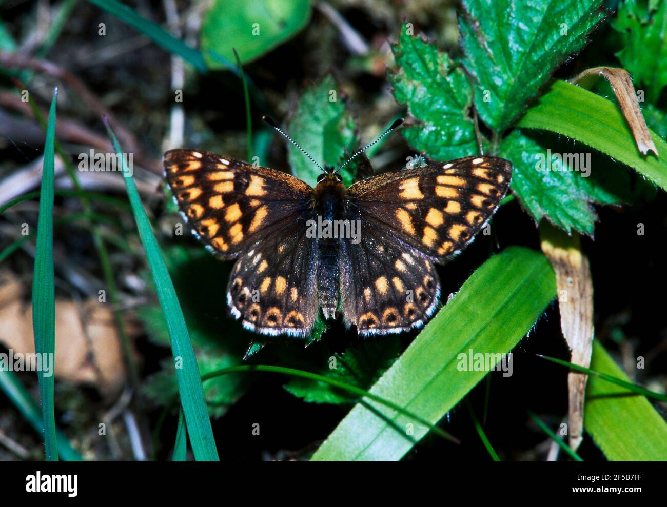 Moths attracted to light hires stock photography and images Alamy