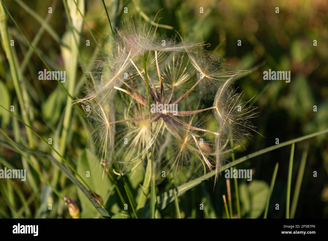 Dry seeds of meadow goats beard (Tragopogon pratensis ) in the green agricultural field, closeup Stock Photo
