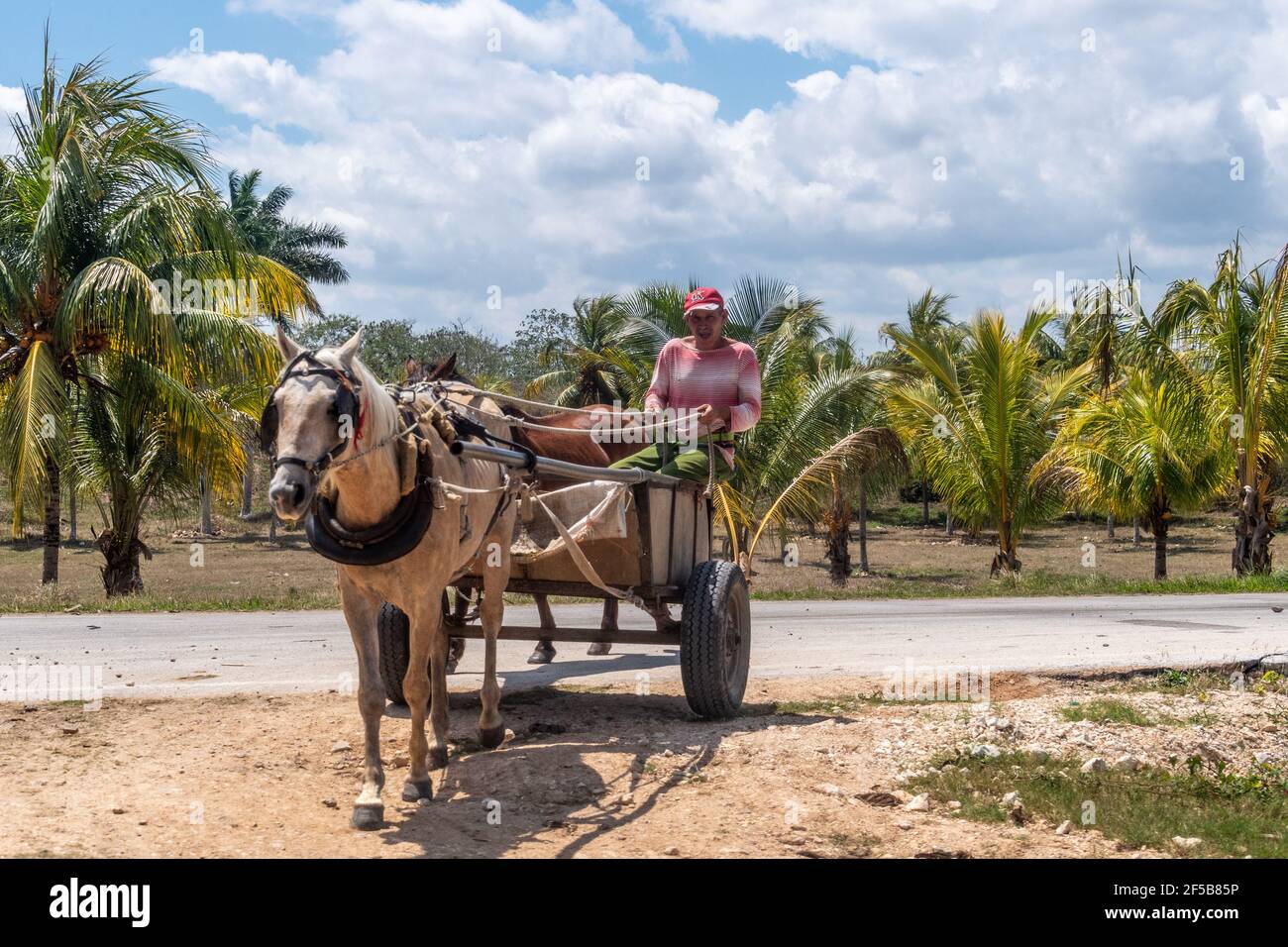 Horse cart transportation rural road, Cuba Stock Photo