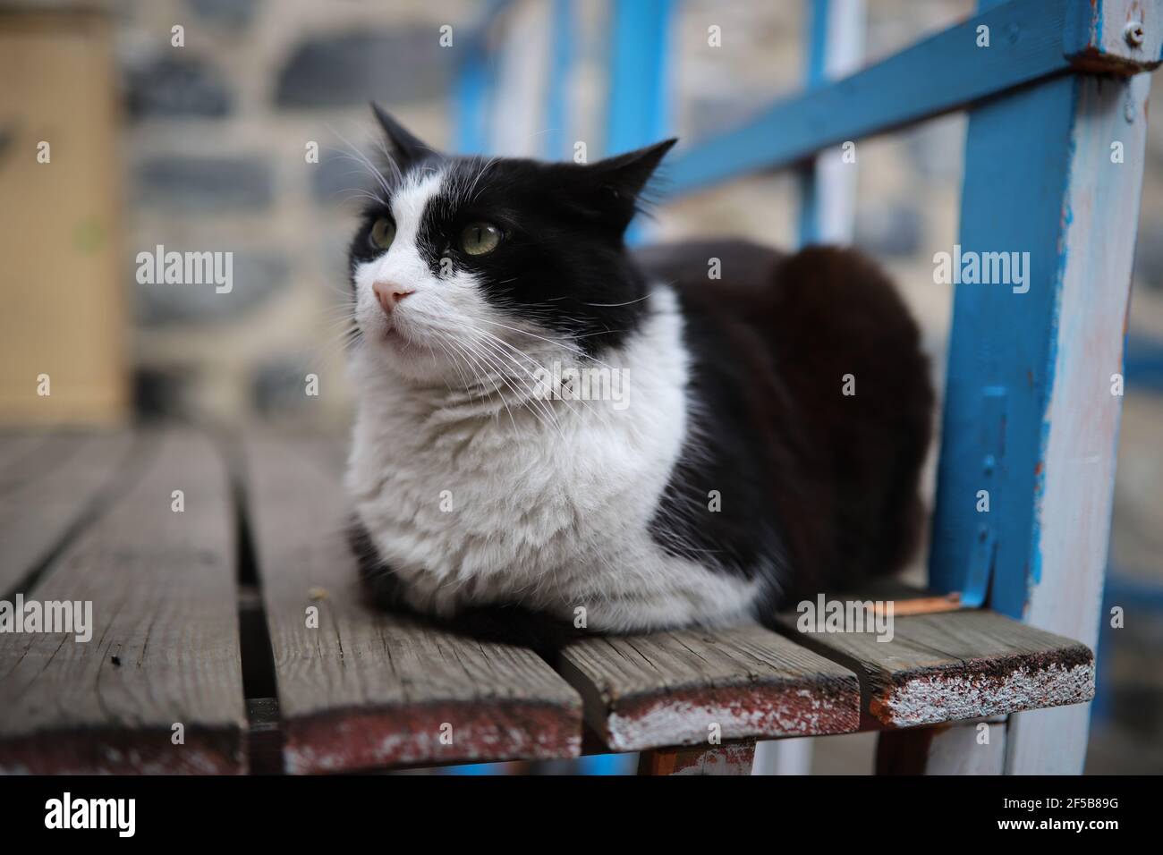 Black and White Cat sitting on a chair Stock Photo