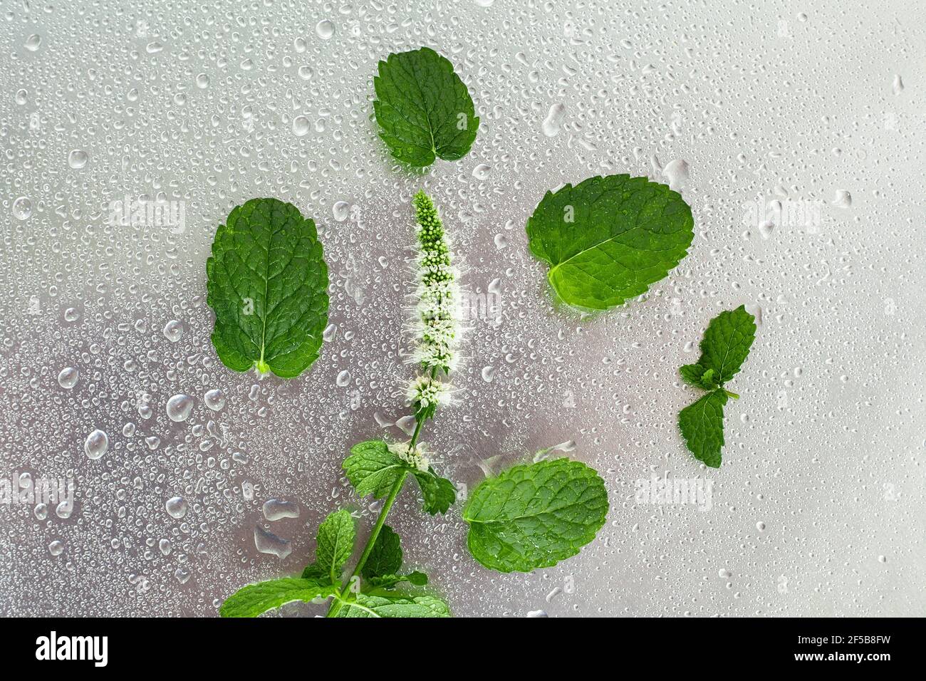 Blooming mint branches in drops on a gray metal background,top view and copy space. Stock Photo