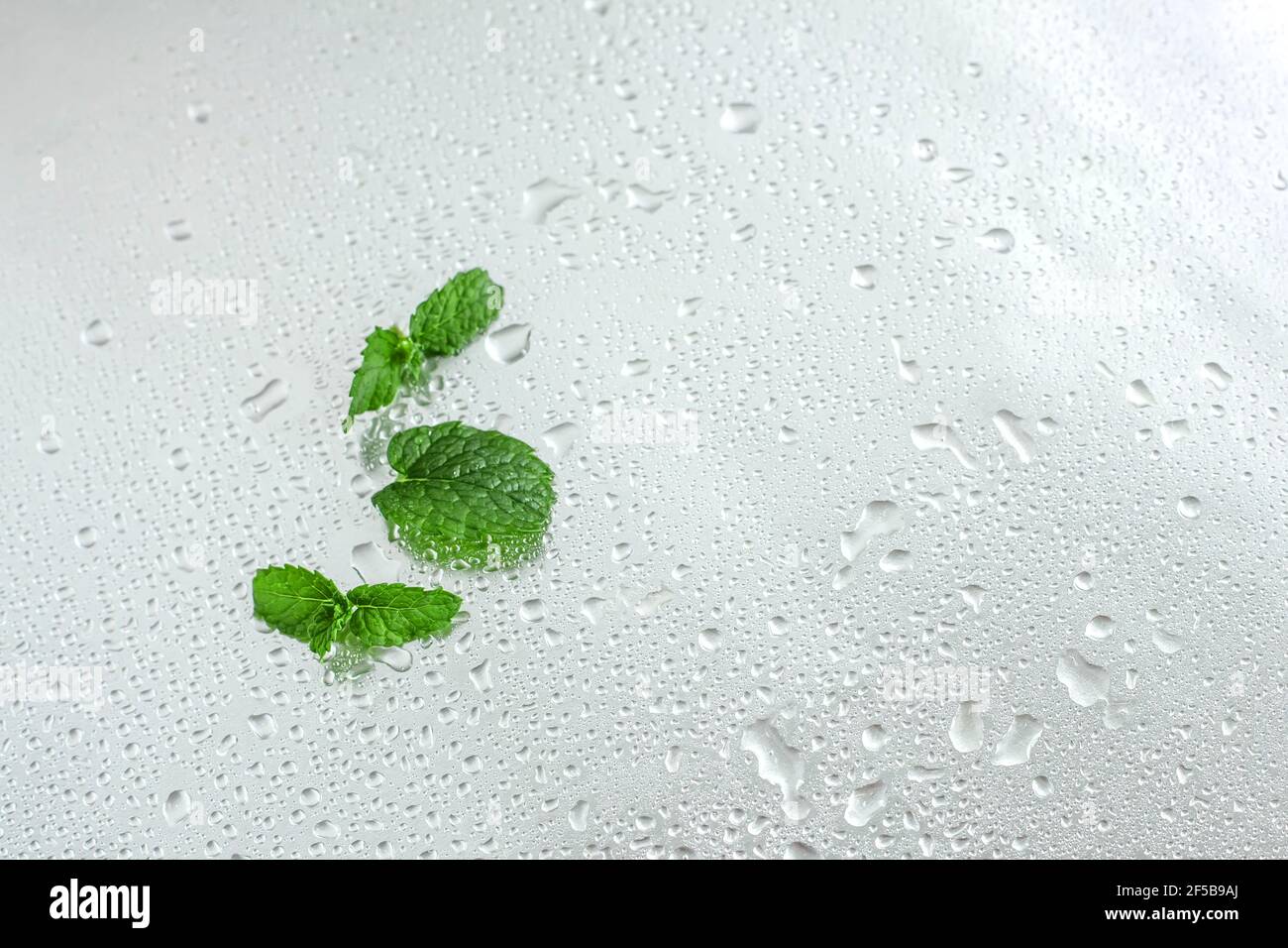 Freshness leaves of mint on drops metal background. Top view. Plant pattern. Stock Photo