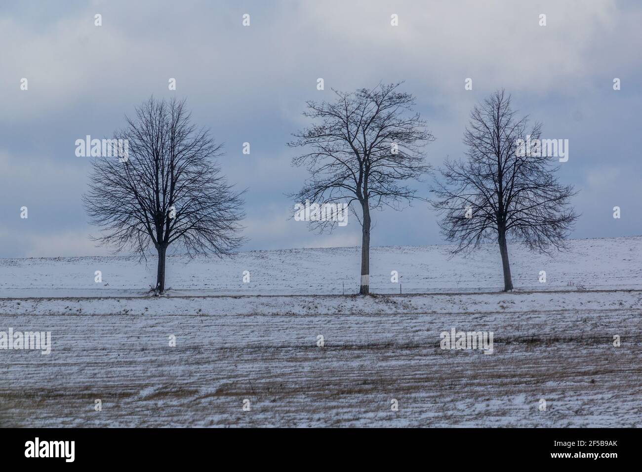 Lone trees in the winter landscape Stock Photo
