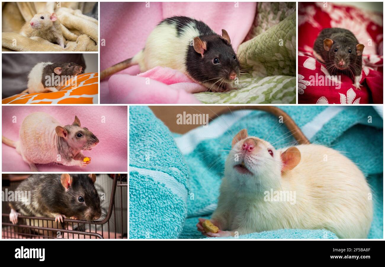Pet Fancy Rats