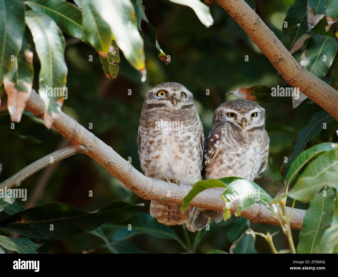 Spotted Owlet Athene brama Rajasthan, India BI032206 Stock Photo