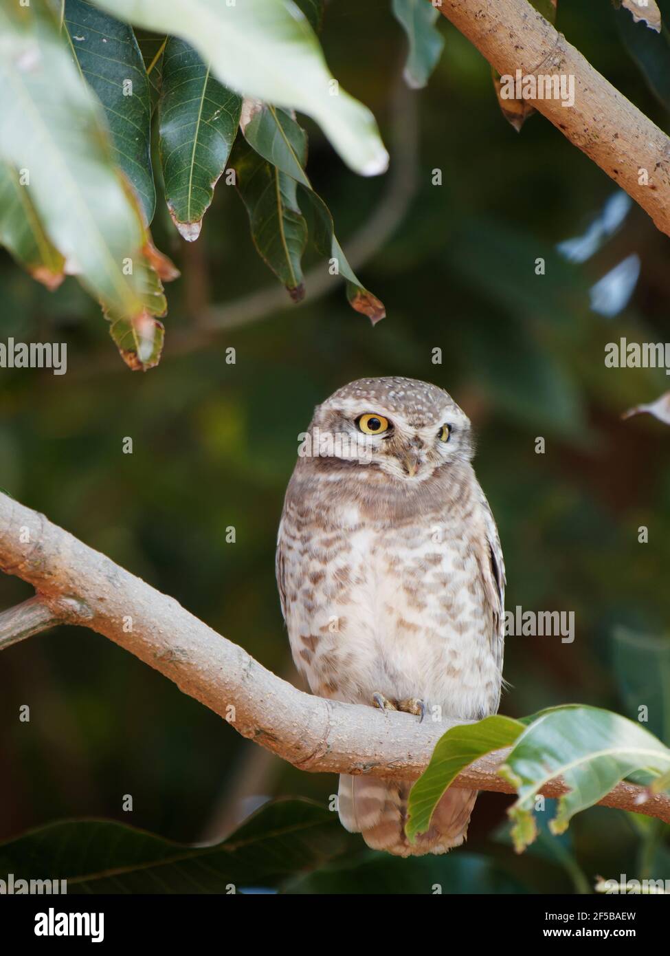 Spotted Owlet Athene brama Rajasthan, India BI032211 Stock Photo