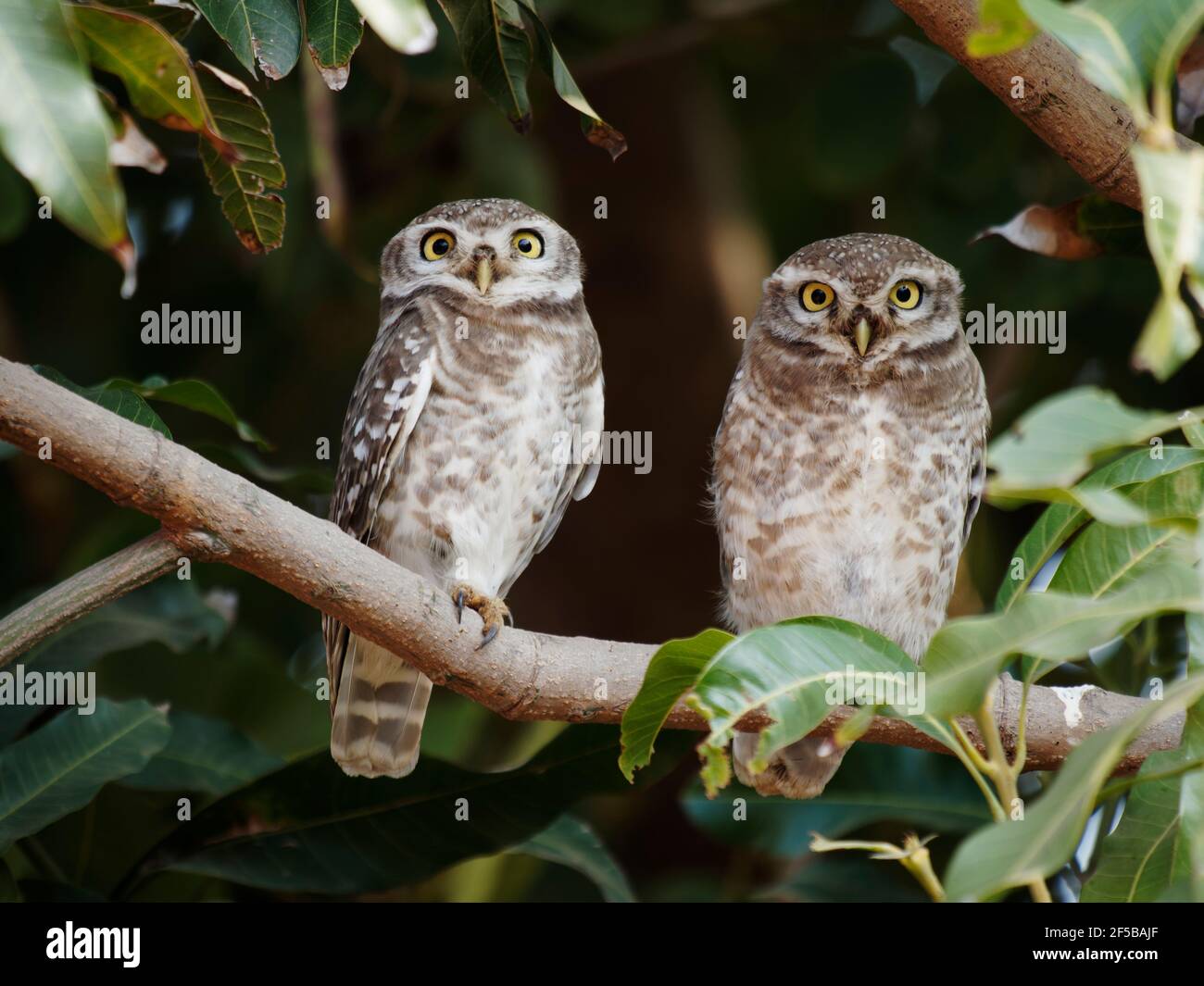 Spotted Owlet Athene brama Rajasthan, India BI032218 Stock Photo