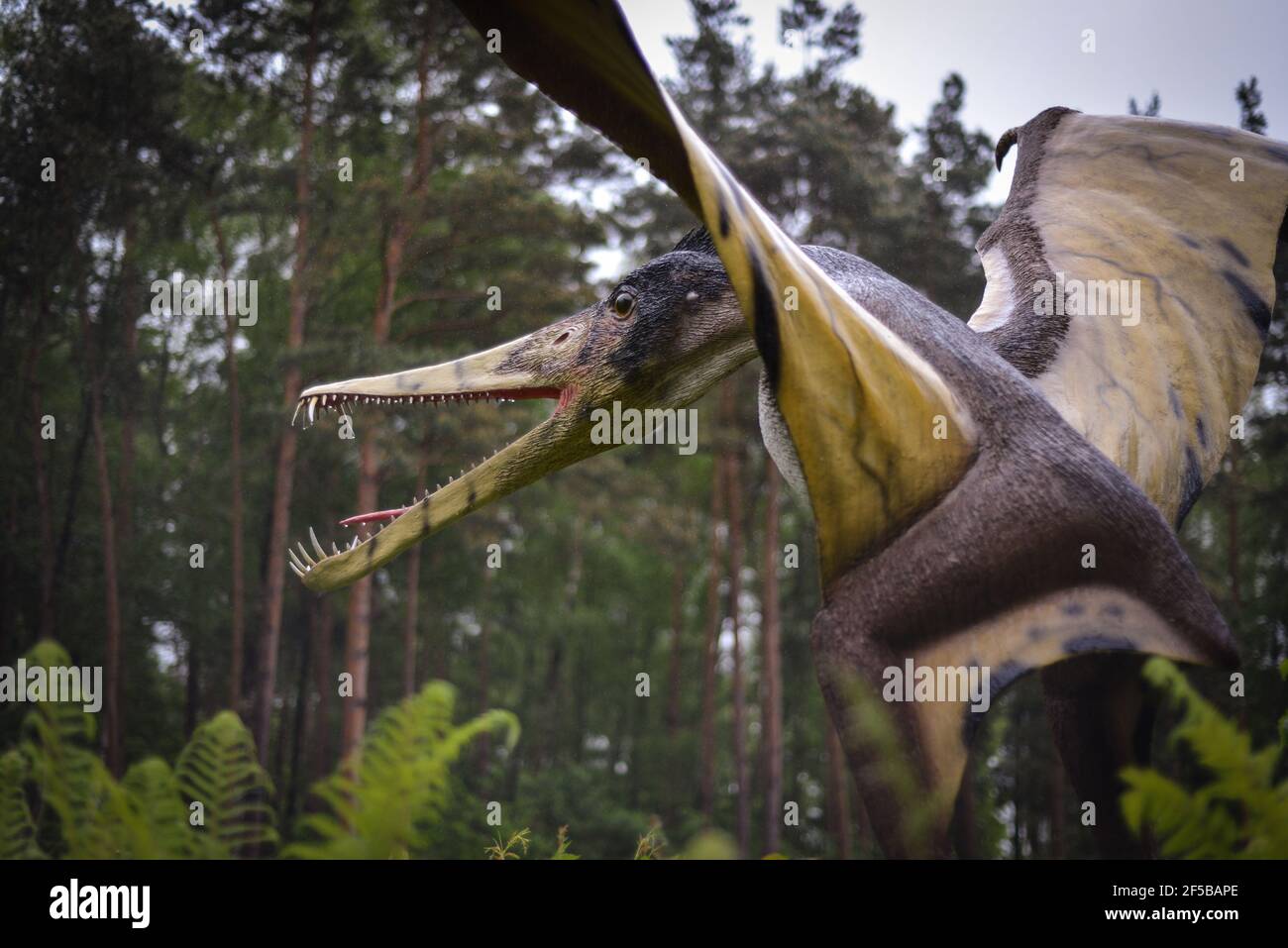 Eroberer der Lüfte: Lebensgroßes Modell eines Cearadactylus Flugsauriers. Airborne: Lifesize model of a Cearadactylus pterosaur. Stock Photo