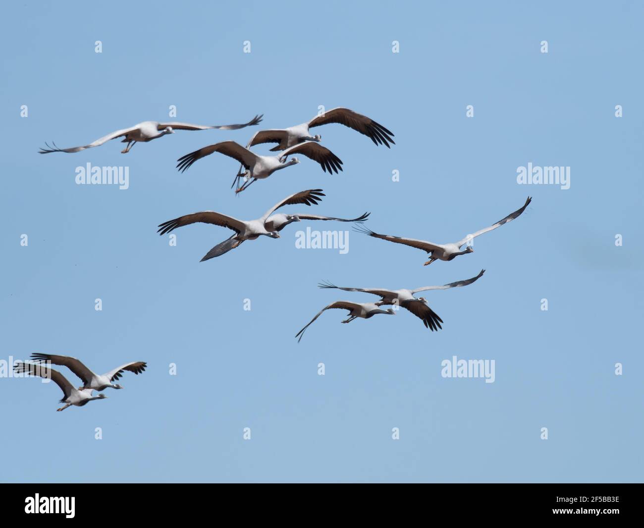 Demoiselle Crane - flocks in flight Grus virgo Khichan, Rajasthan, India BI032533 Stock Photo
