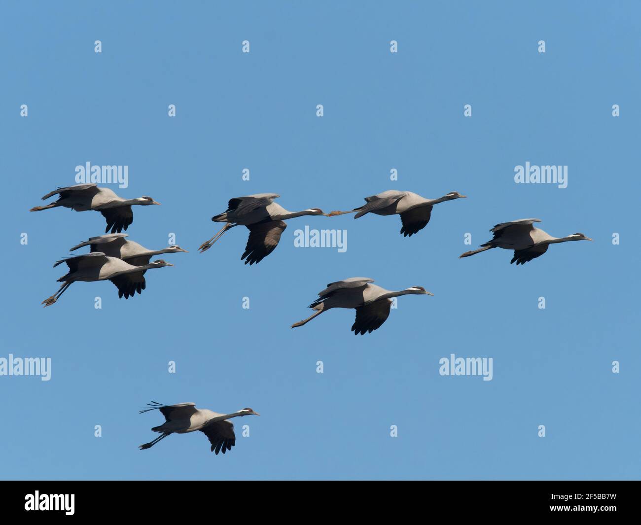 Demoiselle Crane - flocks in flight Grus virgo Khichan, Rajasthan, India BI032541 Stock Photo