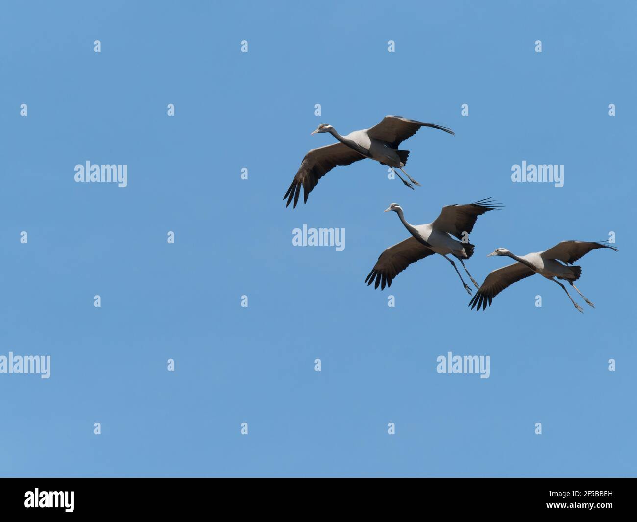 Demoiselle Crane - flocks in flight Grus virgo Khichan, Rajasthan, India BI032546 Stock Photo