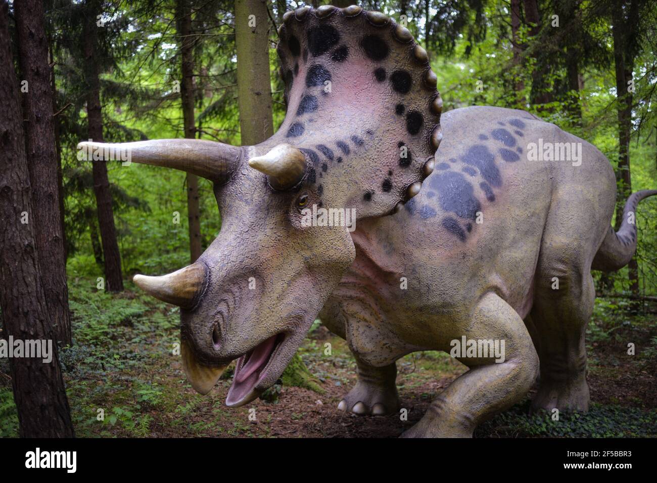 Dinosaurier Triceratops Triceratops High Resolution Stock Photography And Images Alamy