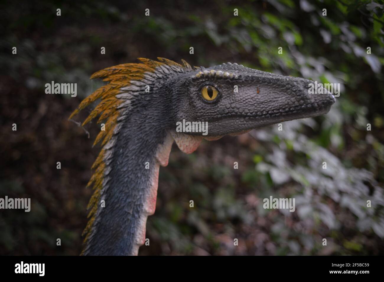 Eye to eye with dinosaurs: Lifesize model of Coelophysis. Stock Photo