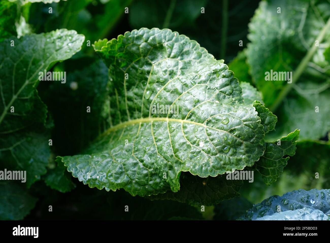 Horseradish leaf top view. Green leaves of horseradish in the garden in spring Stock Photo Alamy