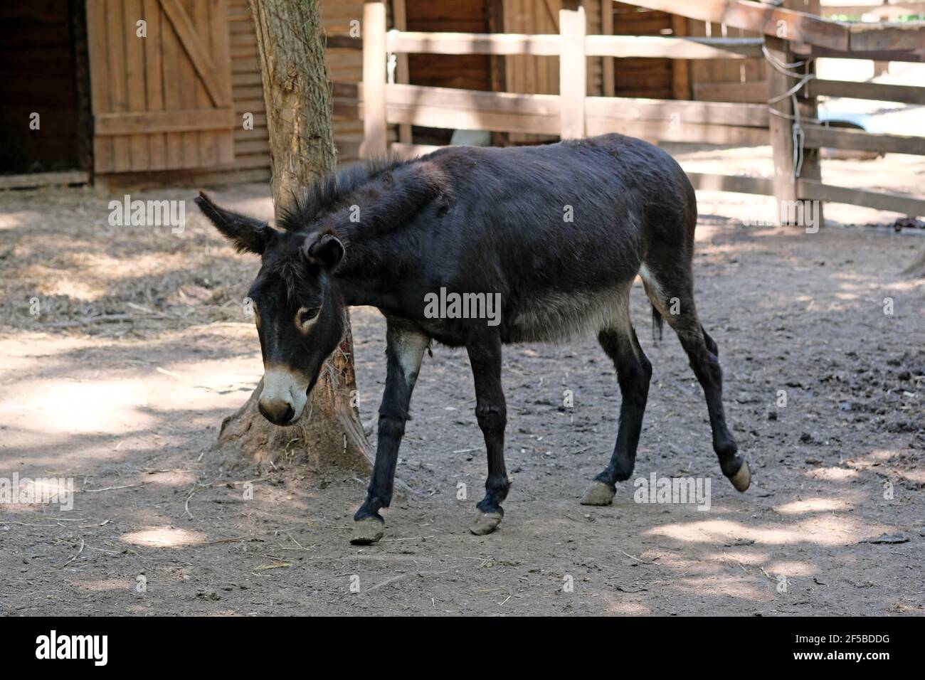 A black donkey walks on the ground in the zoo. A small donkey with long  hair in autumn Stock Photo - Alamy