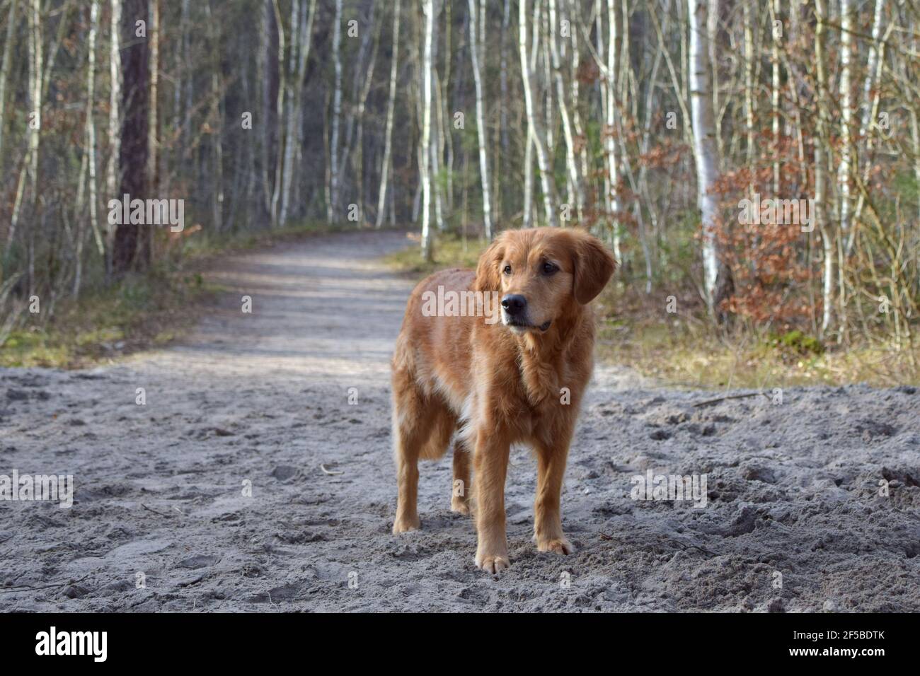 golden retriever dog in the forest Stock Photo