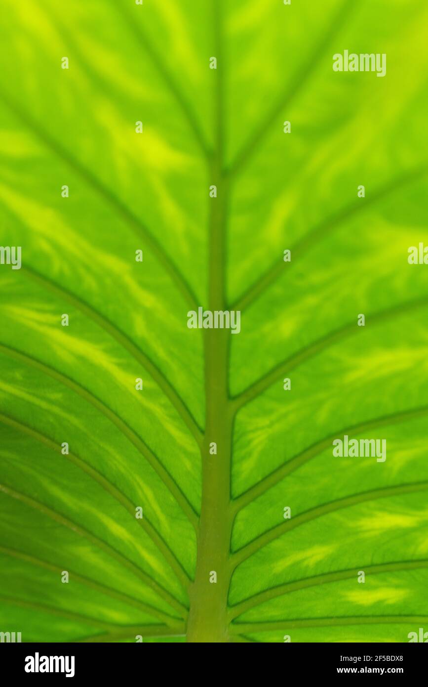 Abstract close-up photo of a big green leaf - perfect for background ...