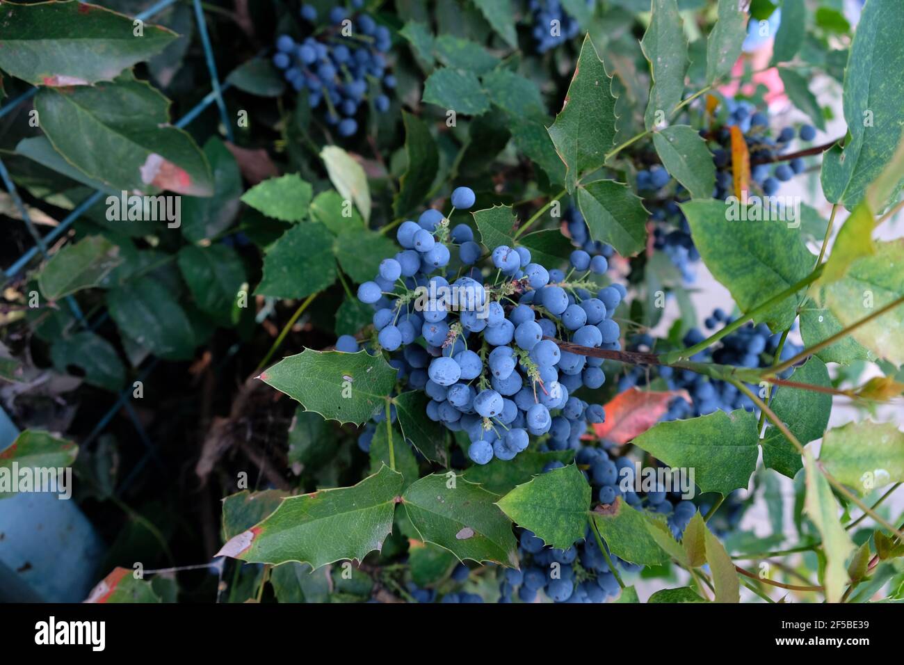 Mahonia is an evergreen shrub. Mahonia fruits, blue berries on an