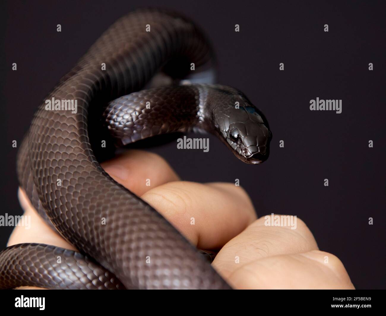 The Mexican Black Kingsnake (Lampropeltis Getula Nigrita) Is Part Of ...