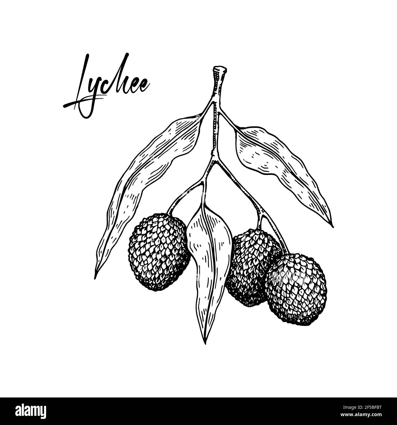 Lychee exotic juicy fruit vector litchi liechee. Lychee exotic juicy fruit  vector isolated. litchi liechee, liche and lizhi, | CanStock