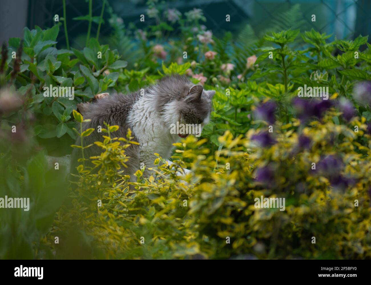 Sniffing at a leaf hi-res stock photography and images - Alamy