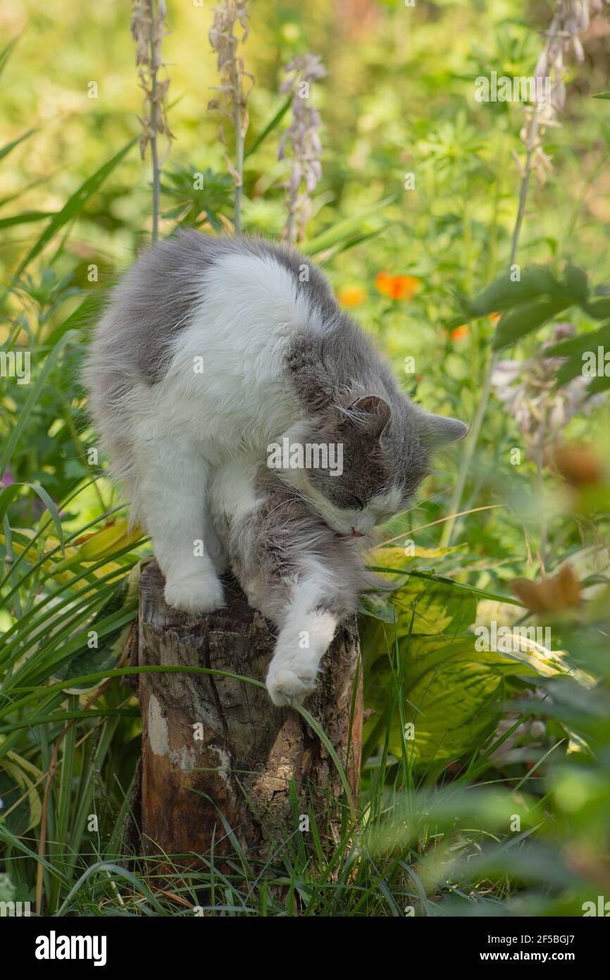 Lovely kitty licks the paws after meal on a sunny summer day. Cat lick