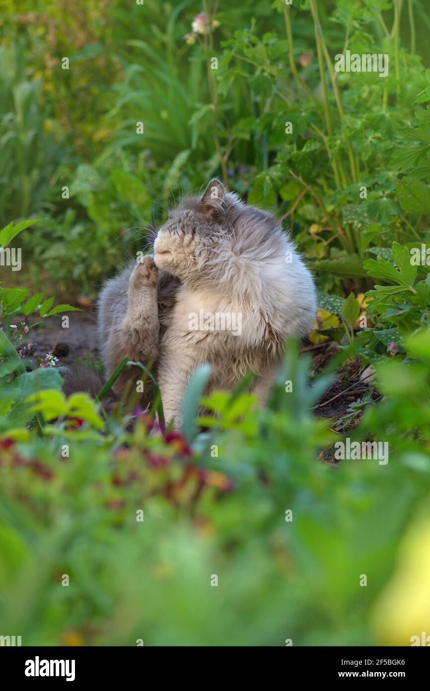Long haired cat scratching fur on the ground in the park. Kitty scratches ears on the nature. Stock Photo