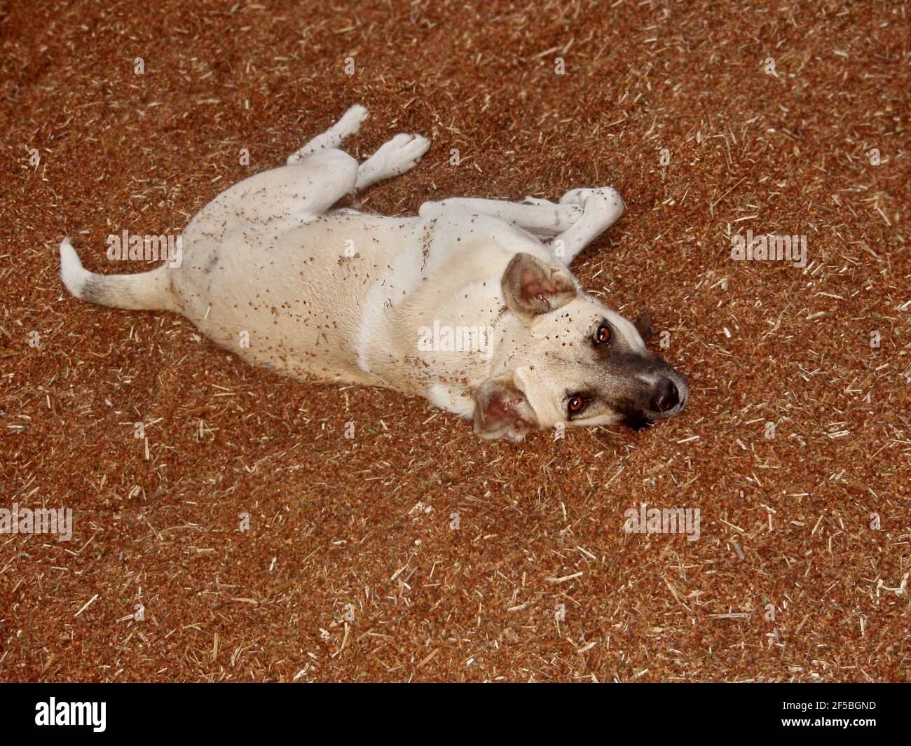 Organic sorrel seeds in the sun on a farm and a funny dog. Beautiful