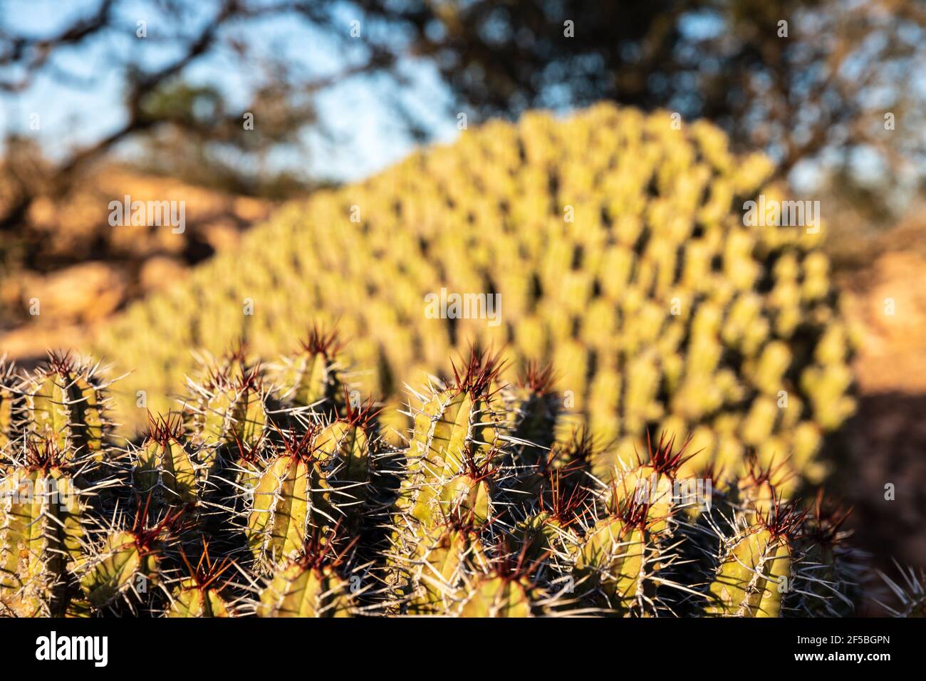 low angel view close-up of cactus thorns in bright sunlight, Morocco Stock Photo