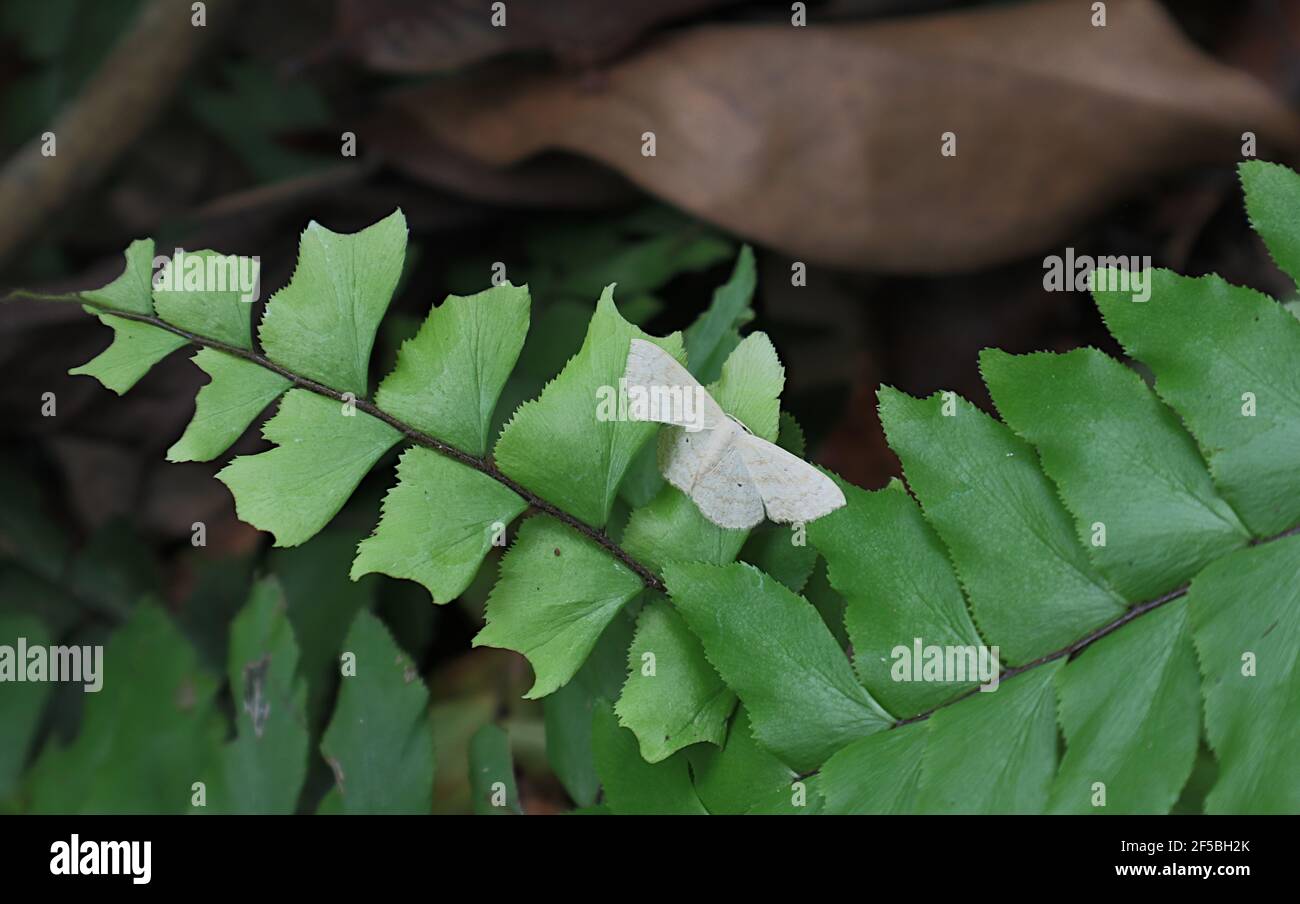 Beautiful view of a hairy white moth on fern frond with fern frond Stock Photo