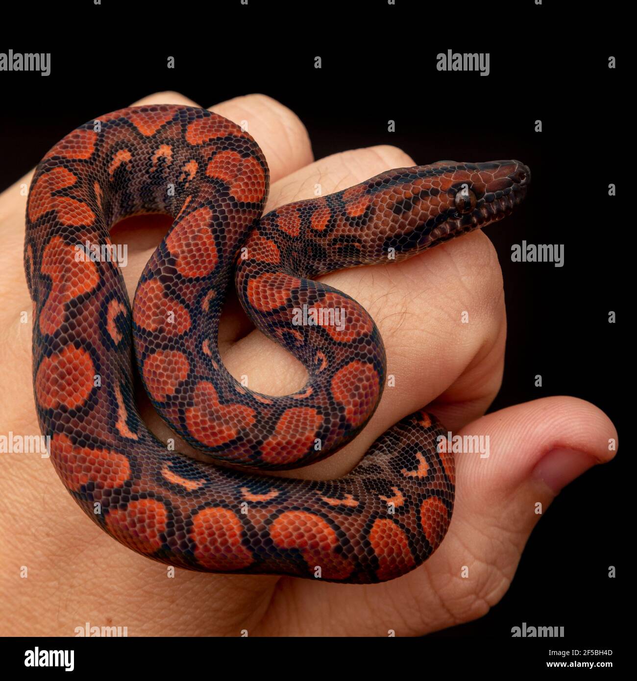 Epicrates cenchria is a boa species endemic to Central and South ...