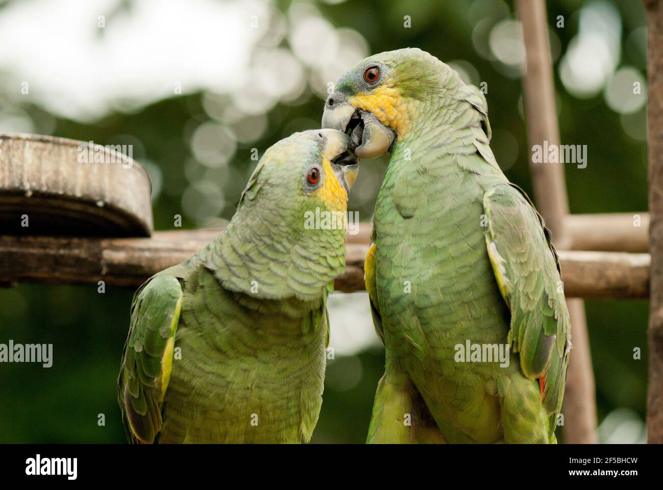 Couple of parrots love kiss Stock Photo Alamy
