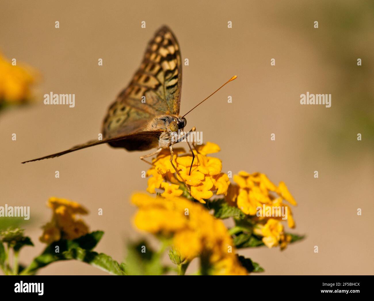 Monarch amazing butterfly hi-res stock photography and images - Alamy