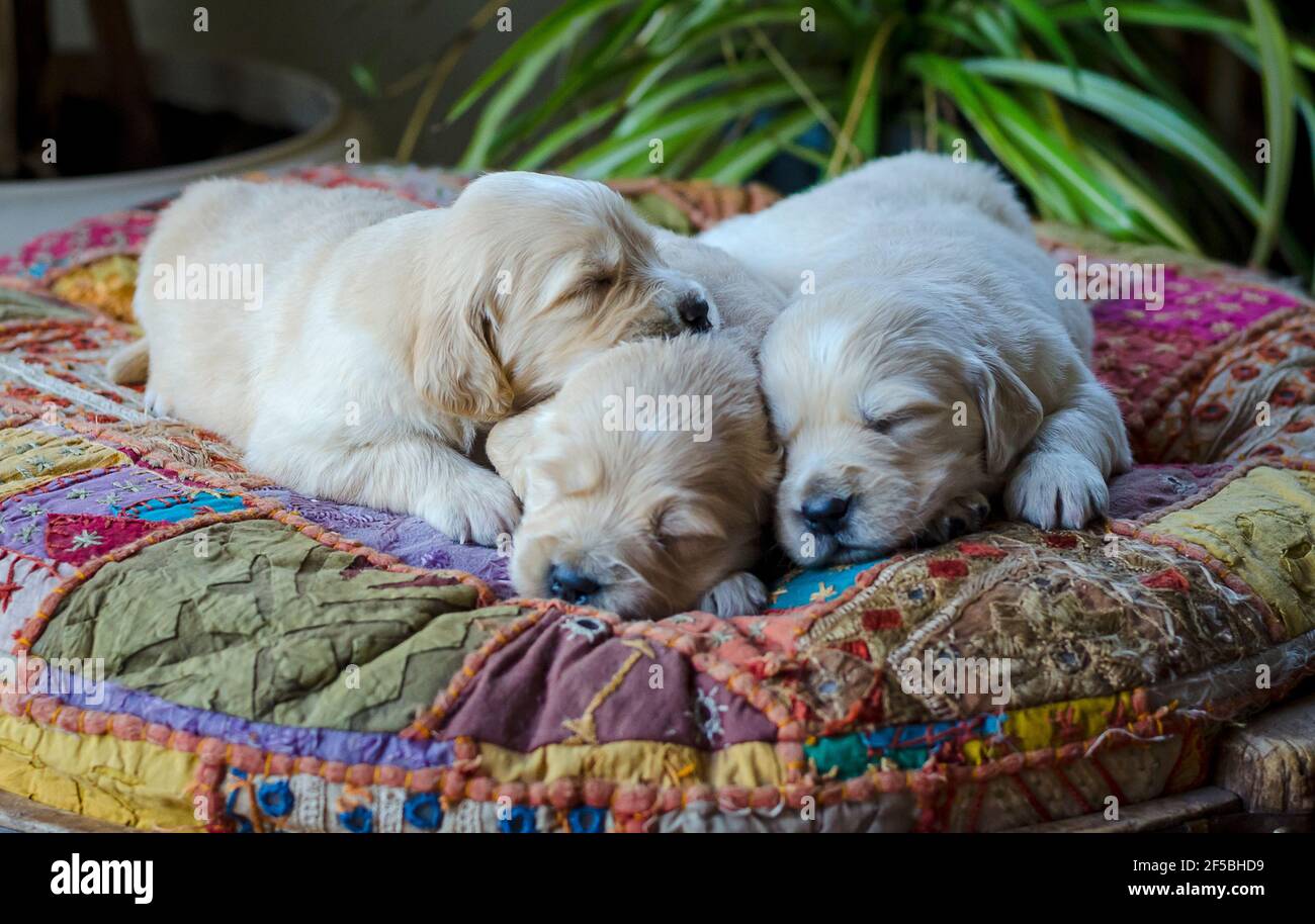 A litter of golden getriever Puppies Sleeping Stock Photo