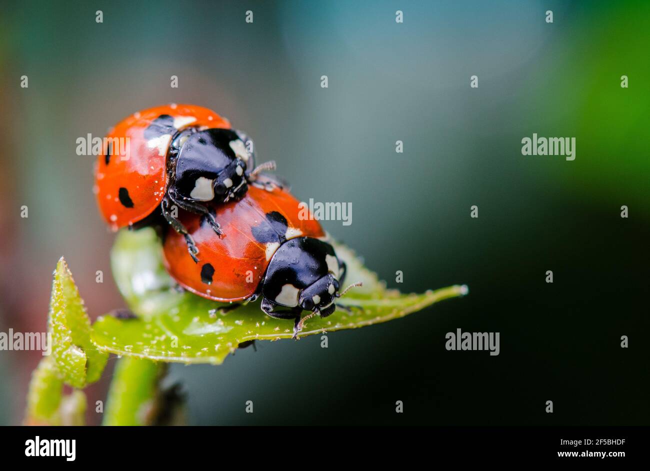 Ladybug couple on green leaf, taking sex, macro close up Stock Photo - Alamy