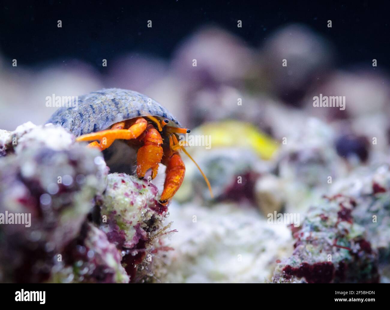 Deep sea hermit crab hi-res stock photography and images - Alamy