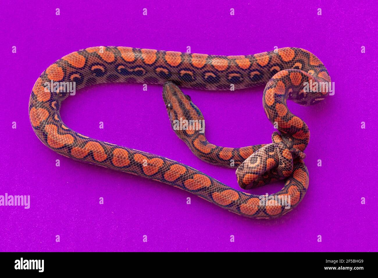 Epicrates cenchria is a boa species endemic to Central and South America. Common names include the rainbow boa, and slender boa Stock Photo