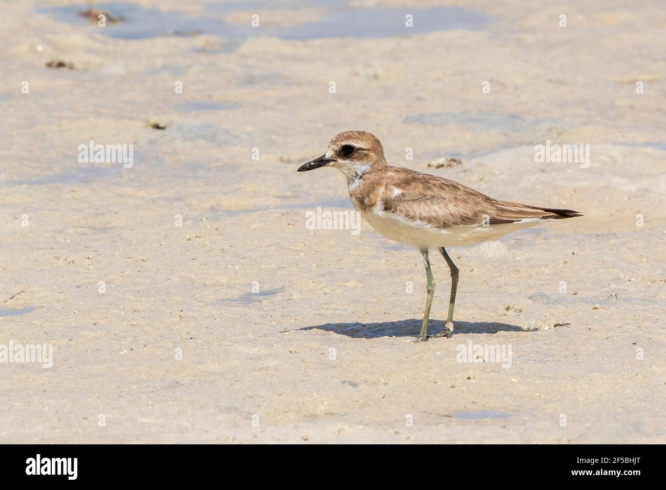 greater sand plover, Charadrius leschenaultii, single bird standing on mud, Goa, India Stock Photo