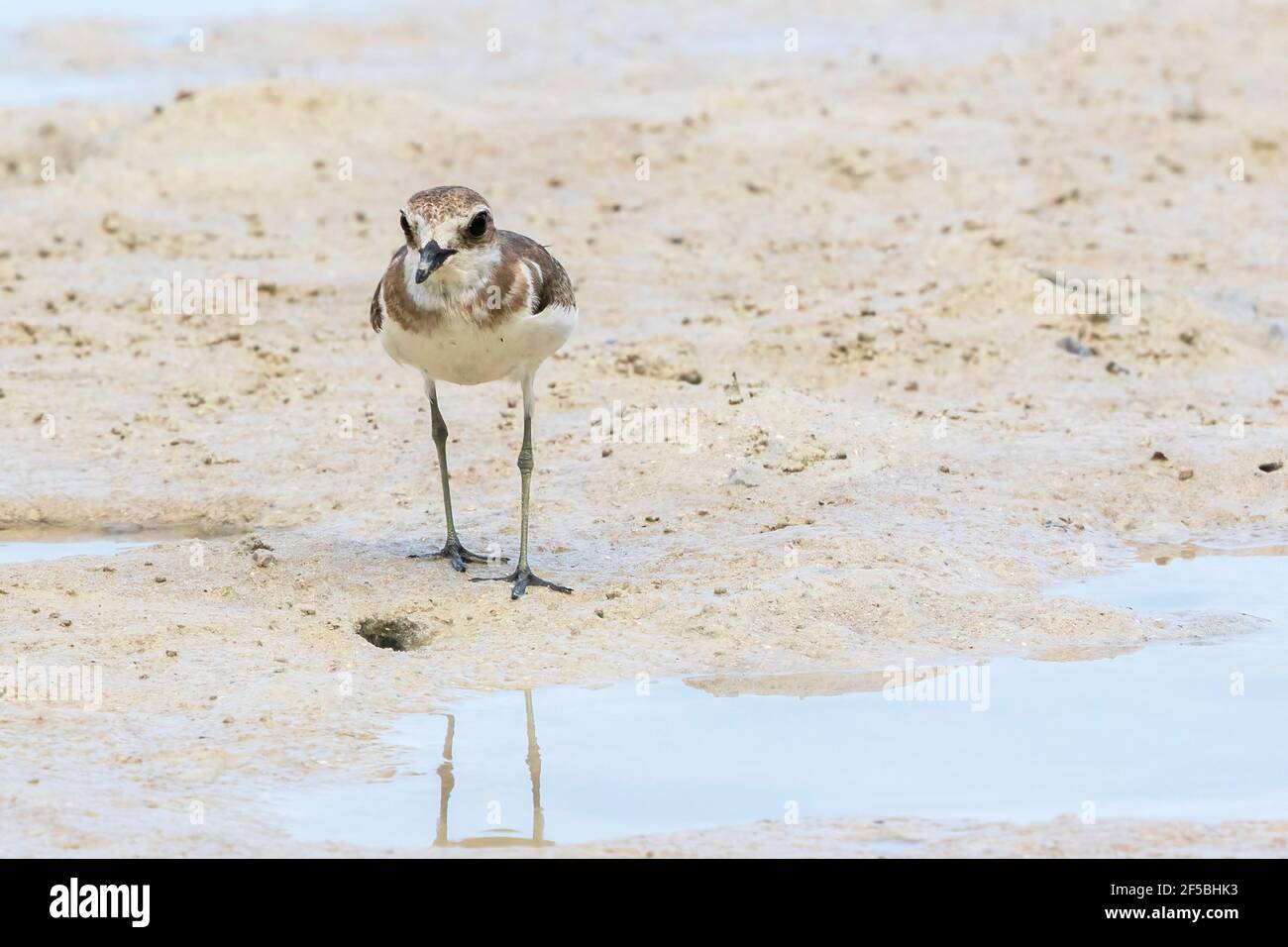 greater sand plover, Charadrius leschenaultii, single bird standing on mud, Goa, India Stock Photo