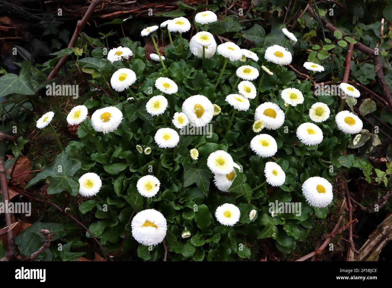 Bellis perennis 'Bellissima White’ white Bellis – white flowers with