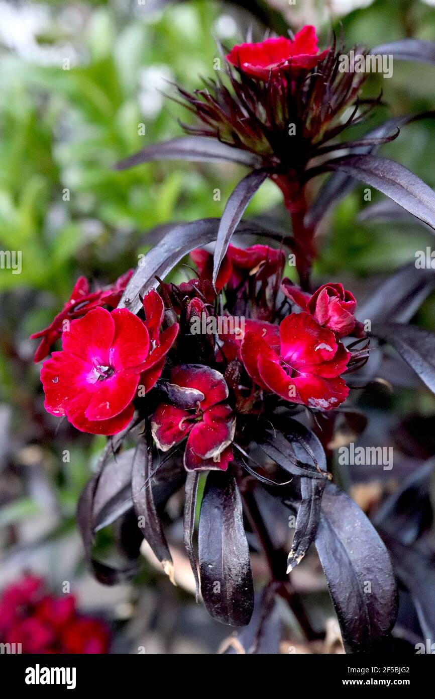 Dianthus barbatus nigrescens ‘Sooty’ Sweet William Sooty – blood red flowers with dark green black lance-shaped leaves March, England, UK Stock Photo