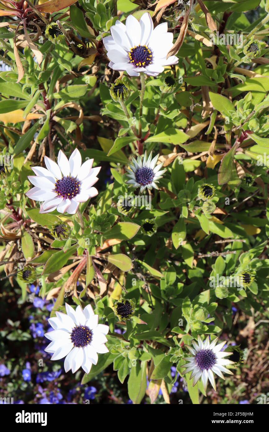 Osteospermum ecklonis Serenity White white African daisy – white daisy-like flowers with black centres,  March, England, UK Stock Photo