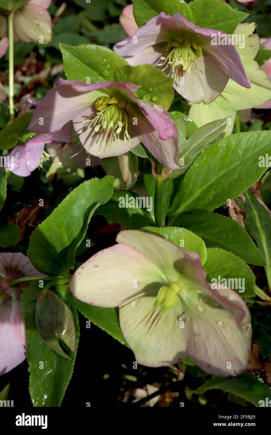 Helleborus orientalis ‘Queens Light Pink’ Hellebore Queens Light Pink – single pale green and pink flowers with pink petal backs,  March, England, UK Stock Photo