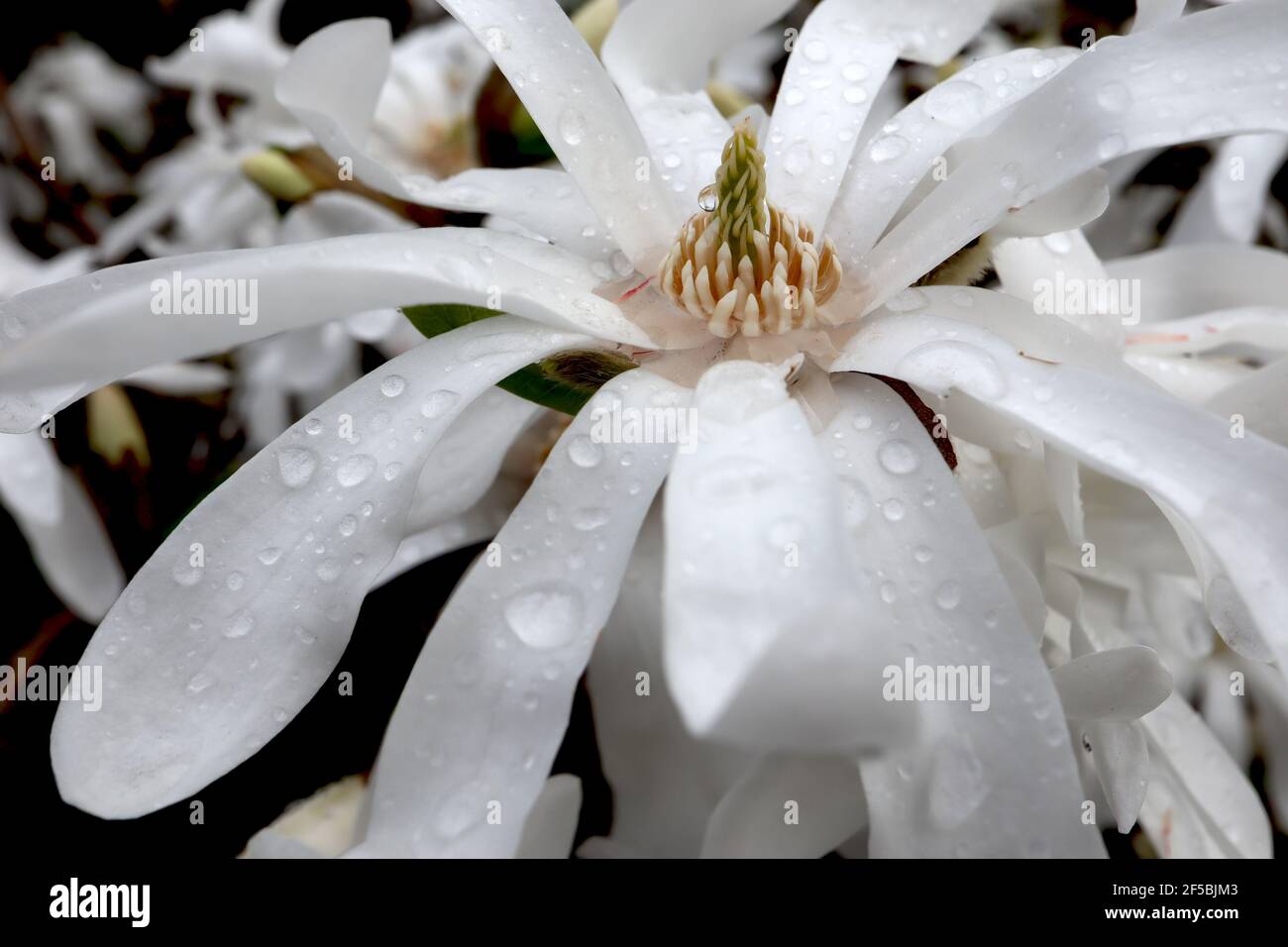 Magnolia stellata ‘Royal Star’ Star magnolia – narrow white spoon-shaped petals,  March, England, UK Stock Photo