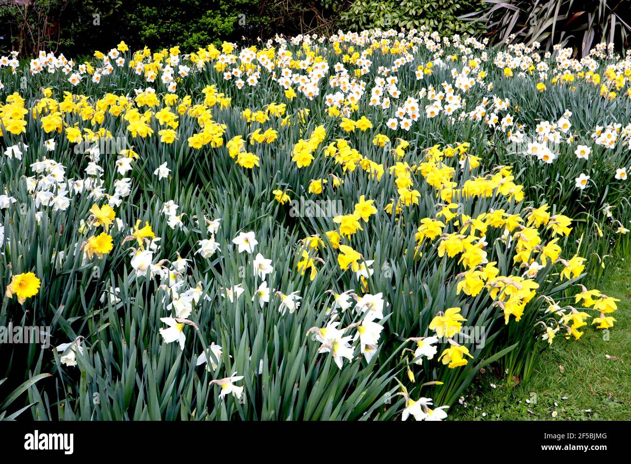 Narcissus / Daffodil ‘Barrett Browning’  Narcissus / Daffodil ‘Dutch Master’ Narcissus / Daffodil ‘Mount Hood’ March, England, UK Stock Photo