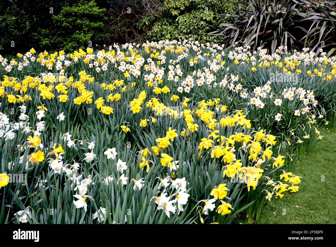 Narcissus / Daffodil ‘Barrett Browning’  Narcissus / Daffodil ‘Dutch Master’ Narcissus / Daffodil ‘Mount Hood’ March, England, UK Stock Photo