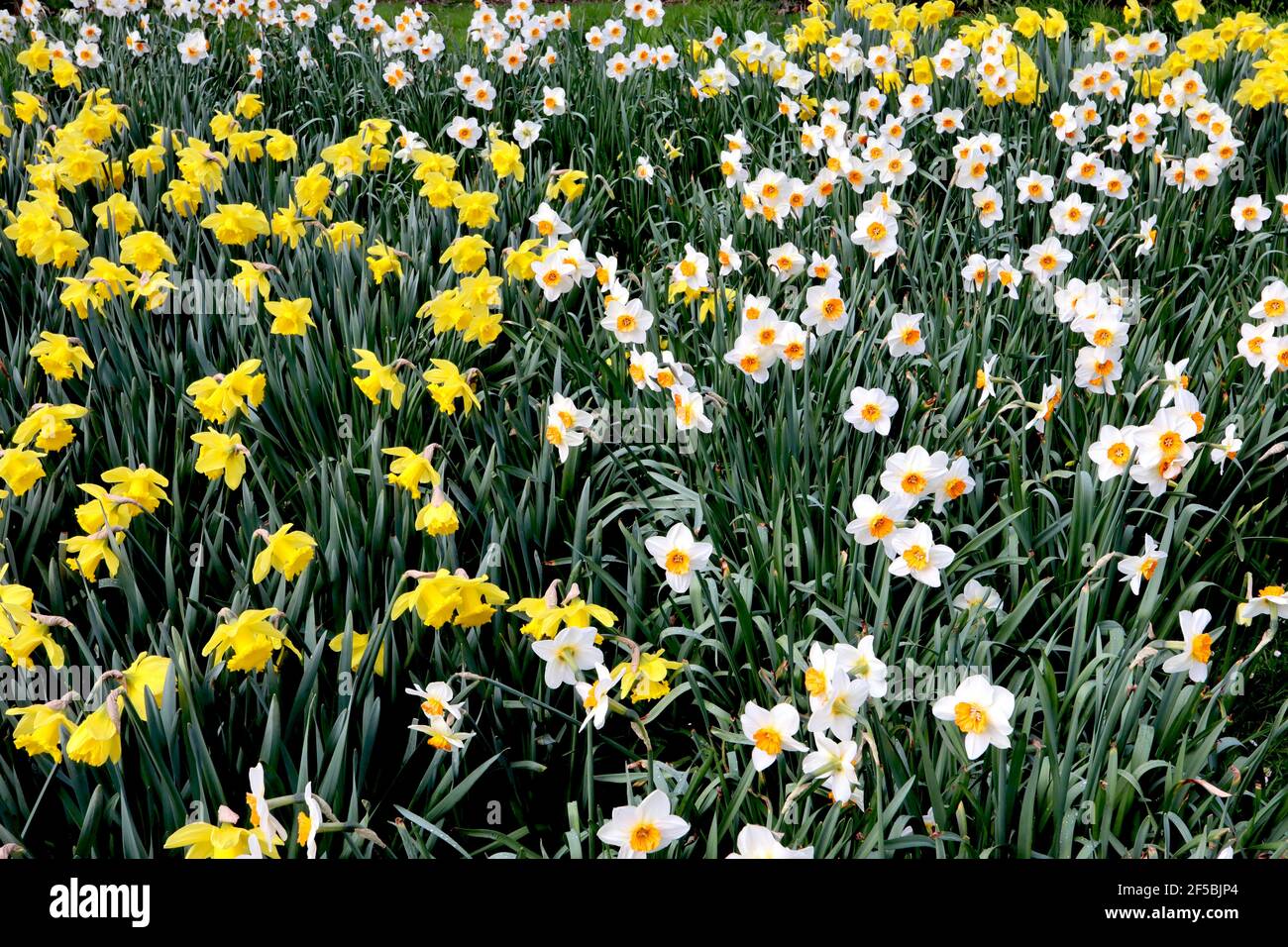 Narcissus / Daffodil ‘Barrett Browning’  Narcissus / Daffodil ‘Dutch Master’ March, England, UK Stock Photo