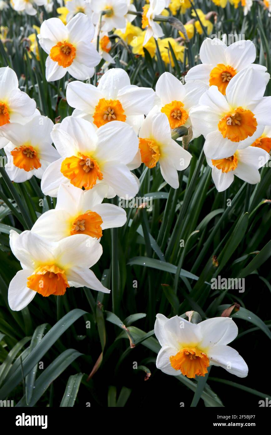 Narcissus ‘Barrett Browning’  Division 3 Small-cupped Daffodils Barrett Browning daffodil  - white petals, orange yellow fringed cup,   March, England Stock Photo