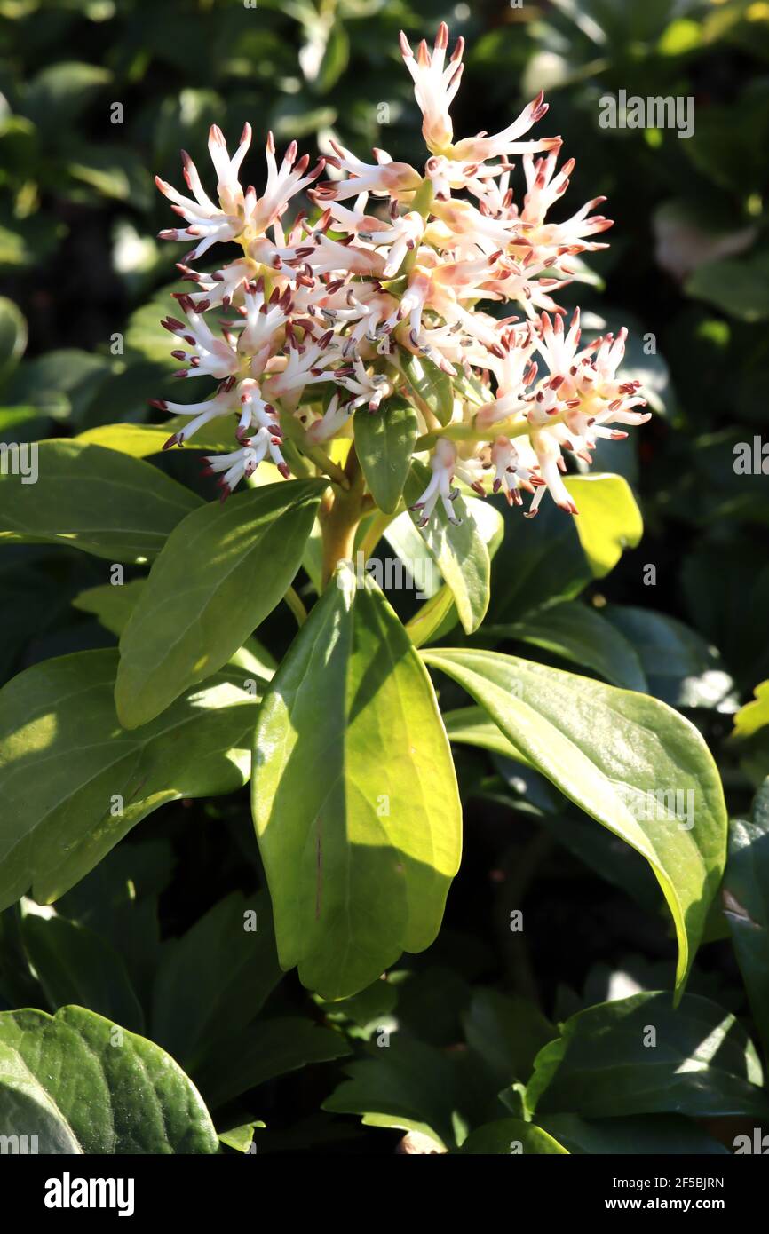Pachysandra terminalis  Japanese spurge – white stamen flower clusters and glossy elliptic leaves,  March, England, UK Stock Photo
