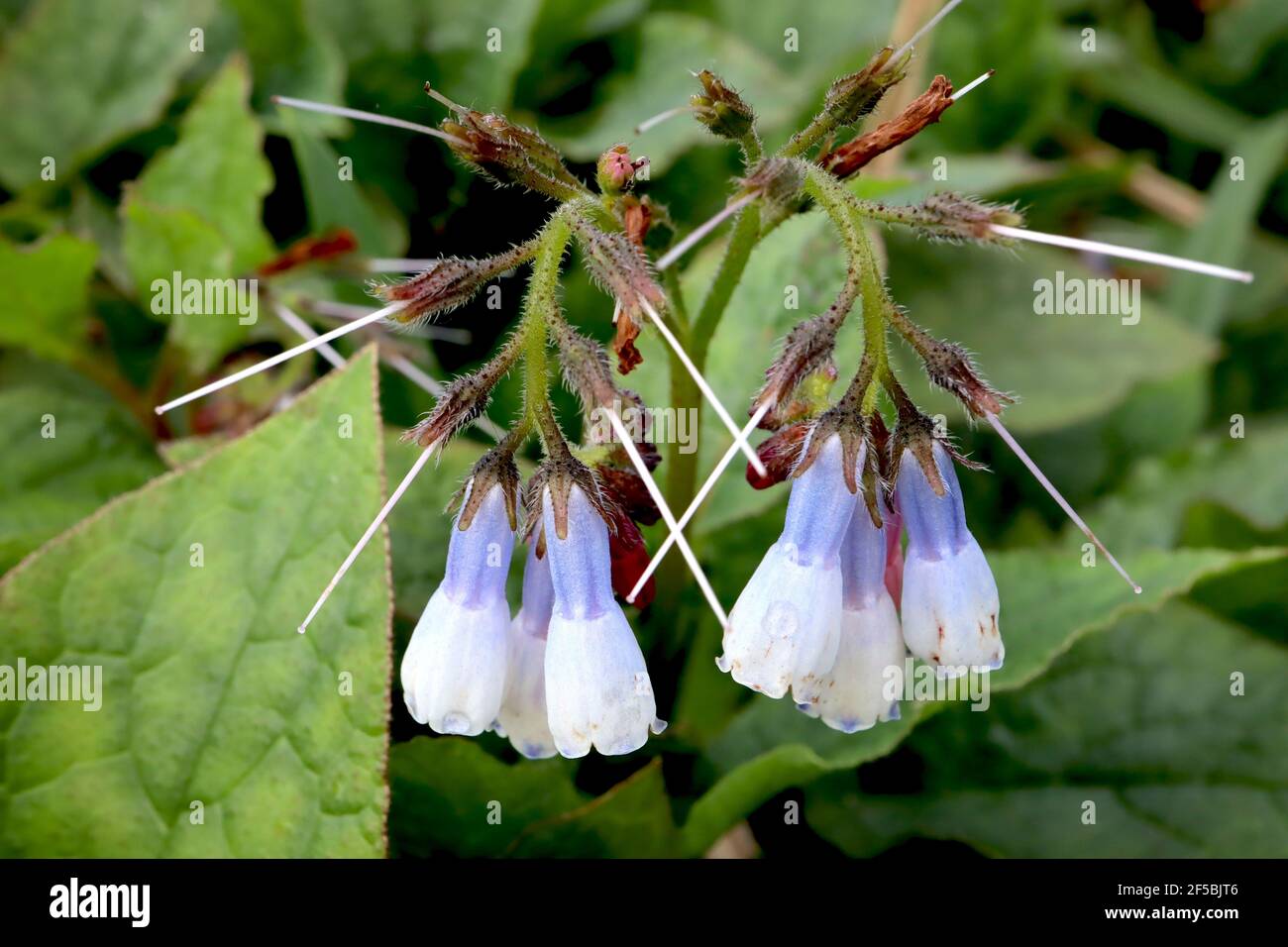 Symphytum ibericum ‘Wisley Blue’ Iberian comfrey Wisley Blue – arching clusters of blue and white bell-shaped flowers,   March, England, UK Stock Photo